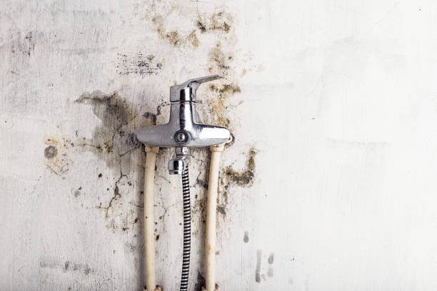 Best HVAC Mold Remediation in Anna, IL