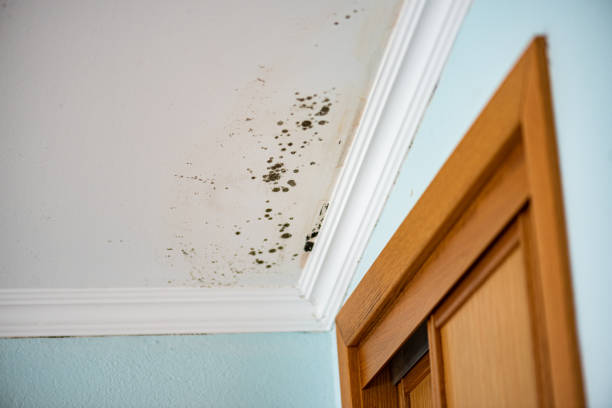 Best Crawl Space Mold Remediation in Anna, IL