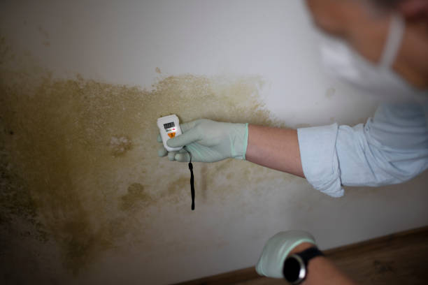 Best Basement Mold Remediation in Anna, IL