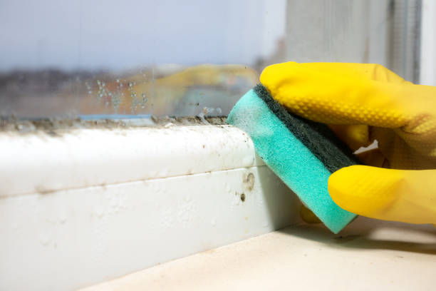 Best Industrial Mold Remediation in Anna, IL