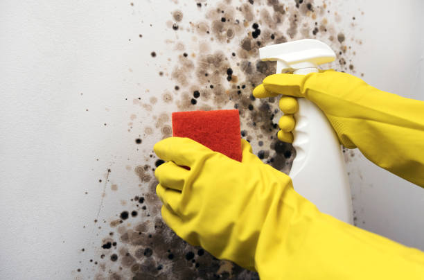 Best Black Mold Remediation in Anna, IL