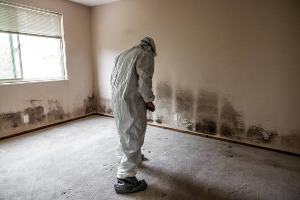 Best White Mold Remediation in Anna, IL