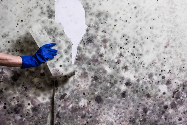 Best DIY Mold Remediation Support Services in Anna, IL