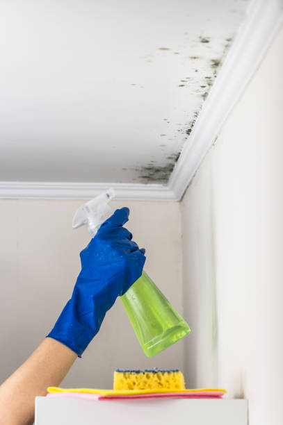 Best Bathroom Mold Remediation in Anna, IL